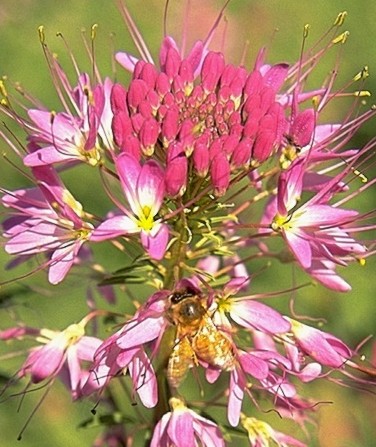 Rocky Mountain Beeplant