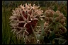 Showy Milkweed