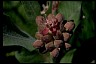 Showy Milkweed II