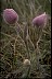 Pasqueflower