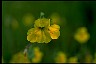 Monkeyflower