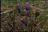 Pasqueflower III