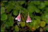  Great Secrets Shortcuts Twinflower