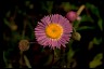 Erigeron