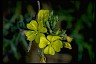 Eveningprimrose