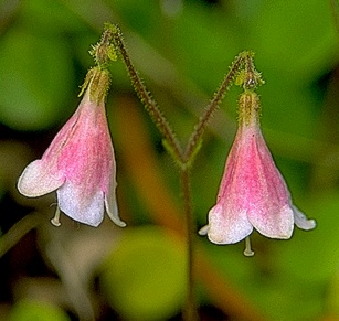  Great Secrets Shortcuts Twinflower